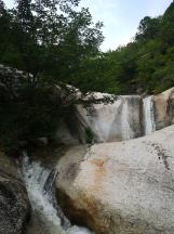 小长颈鹿逃离
